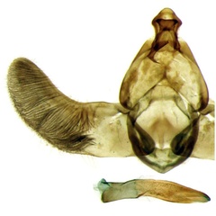 /filer/webapps/moths/media/images/F/fruticosa_Thubdora_GMPT_ZMHB_CIS7026.jpg