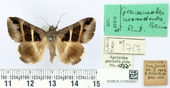 /filer/webapps/moths/media/images/M/monodonta_Grammodes_PTM_BMNH.jpg
