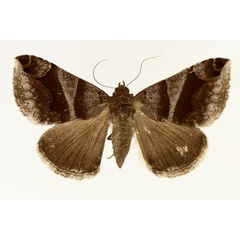 /filer/webapps/moths/media/images/D/derogans_Bastilla_AF_TMSA_02.jpg