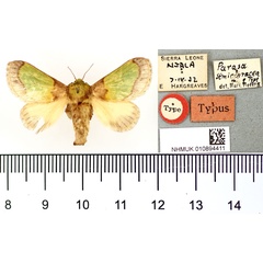 /filer/webapps/moths/media/images/S/semiochracea_Parasa_HT_BMNH.jpg