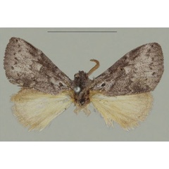 /filer/webapps/moths/media/images/L/lunata_Haplopacha_HT_BMNH_HpZGbUS.jpg
