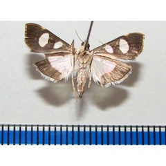 /filer/webapps/moths/media/images/B/bicolor_Glyphodes_A_Goffb.jpg