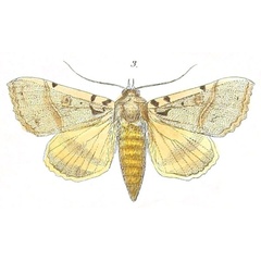 /filer/webapps/moths/media/images/K/korana_Serrodes_Felder_116_3.jpg