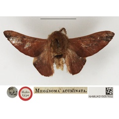 /filer/webapps/moths/media/images/A/acuminata_Megasoma_HT_NHMUK.jpg