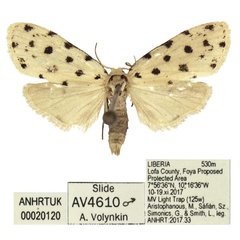 /filer/webapps/moths/media/images/B/bicultula_Siccia_HT_ANHRT.jpg