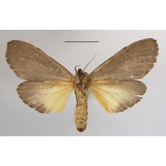 /filer/webapps/moths/media/images/K/kiriakoffi_Amphiphalera_A_MGCLb_01.JPG