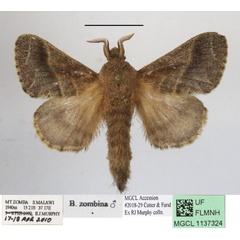 /filer/webapps/moths/media/images/Z/zombina_Bombycopsis_AM_MGCLa_02.JPG
