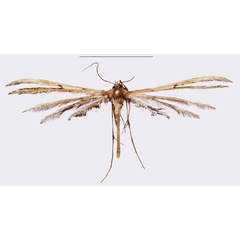 /filer/webapps/moths/media/images/B/bigoti_Titanoptilus_HT_ZMJU.jpg