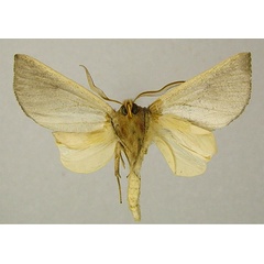 /filer/webapps/moths/media/images/C/crinita_Acrasia_AM_ZSMb.jpg