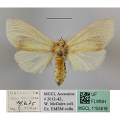 /filer/webapps/moths/media/images/E/extenuata_Antheua_A_MGCLa_02.JPG