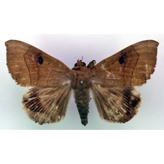 /filer/webapps/moths/media/images/F/faber_Achaea_AM_RMCA_02.jpg