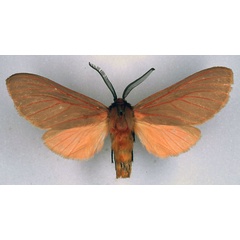 /filer/webapps/moths/media/images/T/titan_Metarctia_HT_BMNH_01.jpg