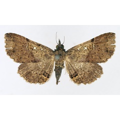 /filer/webapps/moths/media/images/G/goleta_Rhesala_AM_TMSA_02.jpg