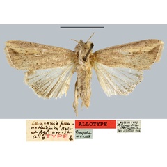 /filer/webapps/moths/media/images/P/panaethiopica_Leucania_AT_MNHN.jpg