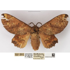 /filer/webapps/moths/media/images/A/arnoldi_Morongea_AF_NHMUK.jpg