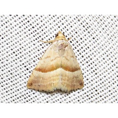 /filer/webapps/moths/media/images/M/mesophaea_Eublemma_A_Braun.jpg
