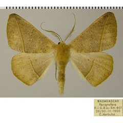 /filer/webapps/moths/media/images/S/scardamyctes_Psilocerea_AM_ZSMa.jpg