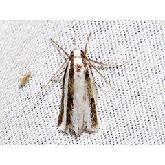 /filer/webapps/moths/media/images/T/tripartita_Calamotropha_A_Braun_02.jpg