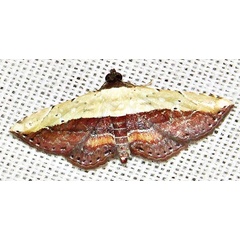 /filer/webapps/moths/media/images/L/latifera_Corgatha_A_Braun_07.jpg