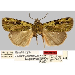 /filer/webapps/moths/media/images/C/camerunensis_Mentaxya_HT_MNHN.jpg