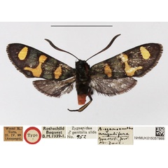 /filer/webapps/moths/media/images/A/angulifera_Arniocera_HT_NHMUK.jpg