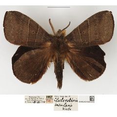 /filer/webapps/moths/media/images/I/insularis_Closterothrix_AM_NHMUK.jpg