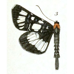 /filer/webapps/moths/media/images/C/caudata_Agarista_HT_Dewitz_1-3.jpg