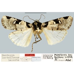 /filer/webapps/moths/media/images/L/lacteifrons_Mentaxya_AT_MNHN.jpg