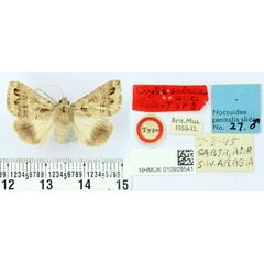 /filer/webapps/moths/media/images/S/sabaea_Clytie_HT_BMNH.jpg