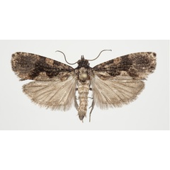 /filer/webapps/moths/media/images/S/sundi_Dracontogena_HT_KSund_01.jpg