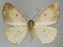 /filer/webapps/moths/media/images/B/bifida_Xylopteryx_HT_ZSMb.jpg