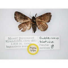 /filer/webapps/moths/media/images/S/scotina_Eublemma_PT_RMCA_02.jpg