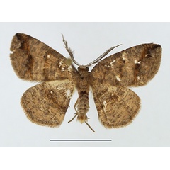 /filer/webapps/moths/media/images/S/strigata_Cabera_AM_TMSA.jpg