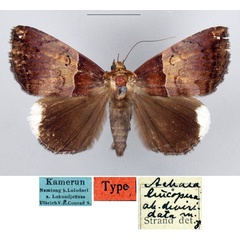 /filer/webapps/moths/media/images/D/deviridata_Achaea_HT_MfN.jpg