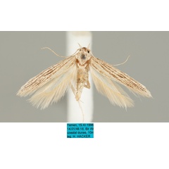 /filer/webapps/moths/media/images/A/arabiae_Ephysteris_AF_MfN.jpg
