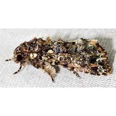 /filer/webapps/moths/media/images/L/latreillei_Callopistria_A_Braun_07.jpg