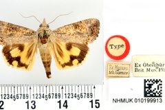 Hypocala efflorescens