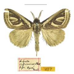 /filer/webapps/moths/media/images/A/africana_Lepasta_HT_CMNH.jpg
