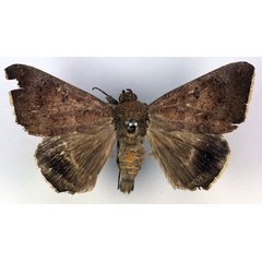 /filer/webapps/moths/media/images/A/albicilia_Achaea_AM_RMCA.jpg