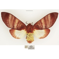 /filer/webapps/moths/media/images/R/rufobrunnea_Gonometa_AF_TMSA_02.jpg