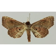 /filer/webapps/moths/media/images/P/promiscua_Eutelia_AM_MNHNb.jpg