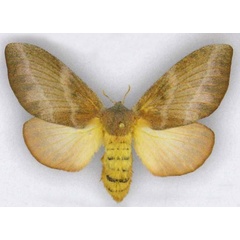 /filer/webapps/moths/media/images/L/lateritia_Pallastica_AF_ZSM_01.jpg