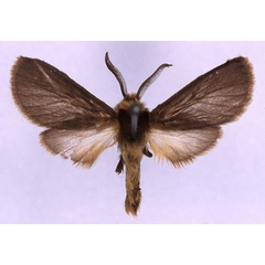 /filer/webapps/moths/media/images/T/tricolor_Metarctia_PT_MNHN_03.jpg