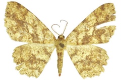 Afroracotis longicornuta congolana