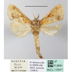 /filer/webapps/moths/media/images/S/stivafer_Metarbela_A_MGCLa_01.jpg