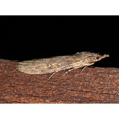 /filer/webapps/moths/media/images/I/imbella_Lamoria_A_Roland_01_3YA2pU8.jpg