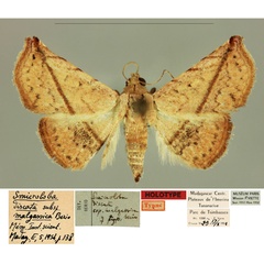 /filer/webapps/moths/media/images/M/malgassica_Smicroloba_HT_MNHN.jpg