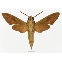 /filer/webapps/moths/media/images/O/osiris_Hippotion_AM_Basquin_01b.jpg