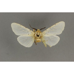 /filer/webapps/moths/media/images/A/affinis_Alpenus_HT_BMNH.jpg