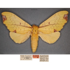 /filer/webapps/moths/media/images/R/regalis_Hypotrabala_AT_RMCAa.jpg